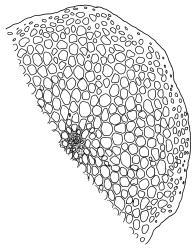 Pulchrinodus inflatus, stem cross-section. Drawn from A.J. Fife 11139, CHR 515101.
 Image: R.C. Wagstaff © Landcare Research 2017 